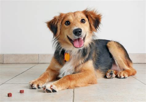 city of cockburn pet registration.